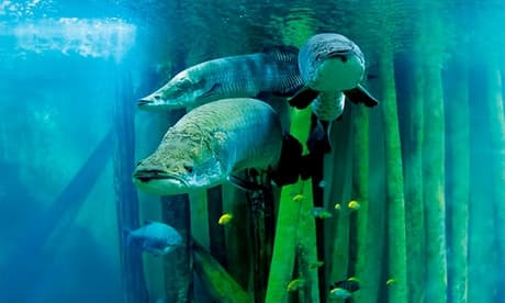 3 entradas para adulto o niño al Acuario de Zaragoza (válidas solo los miércoles)