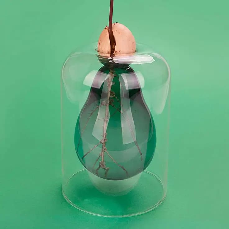 Jarrón para cultivar aguacate