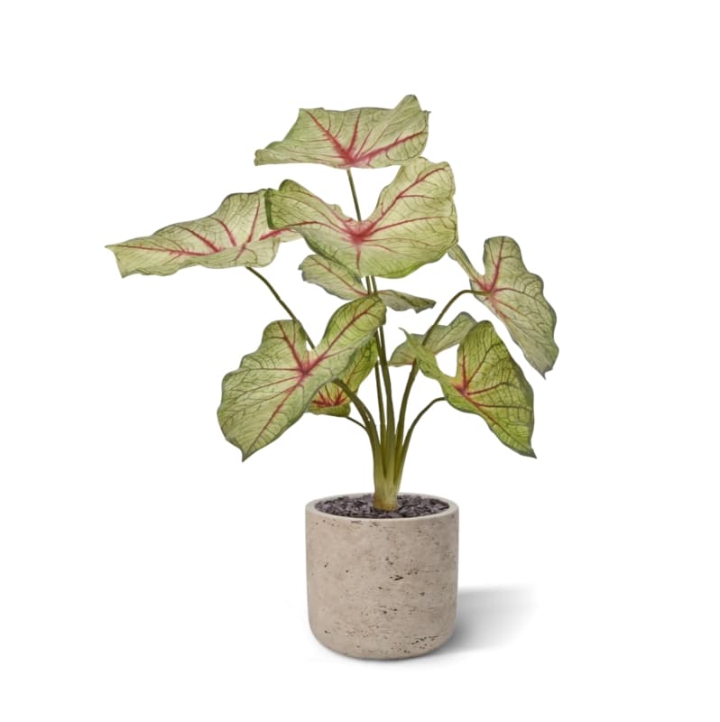 Caladium artificial planta reina blanca 45cm