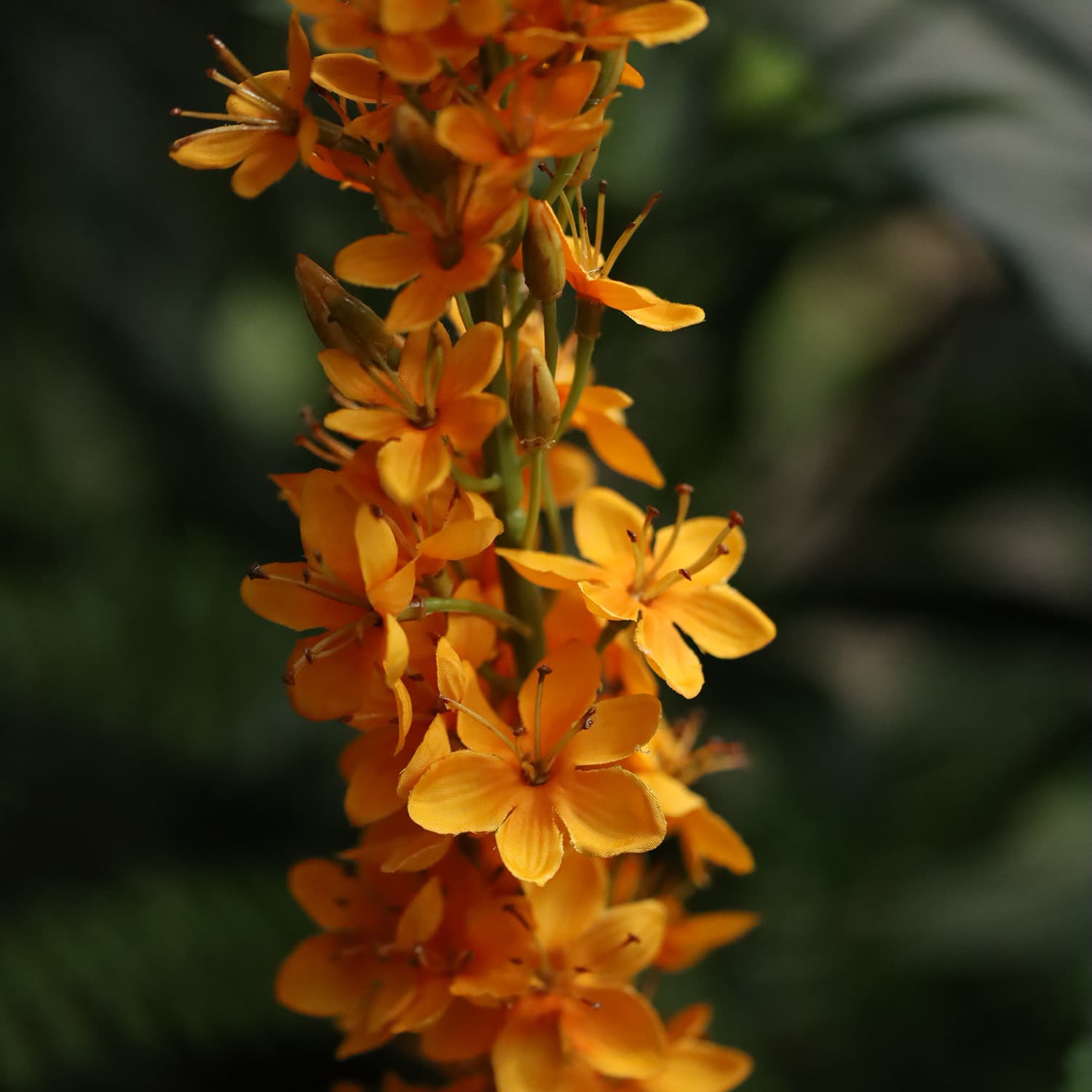 Rama de Eremurus 110cm Naranja